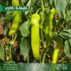 ⁦فليلفة كناري⁩ - الصورة ⁦2⁩