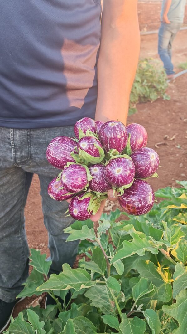 ⁦باذنجان برشلونة⁩ - الصورة ⁦8⁩