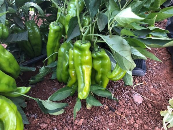 ⁦فليفلة دينيز⁩ - الصورة ⁦7⁩