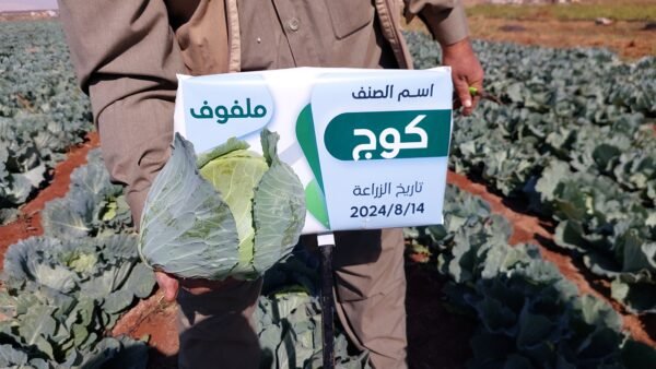 ⁦ملفوف كوج⁩ - الصورة ⁦2⁩