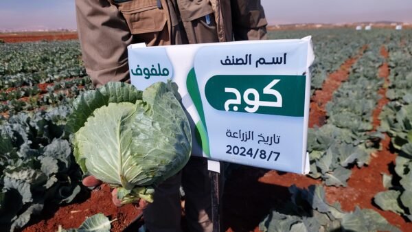 ⁦ملفوف كوج⁩ - الصورة ⁦3⁩