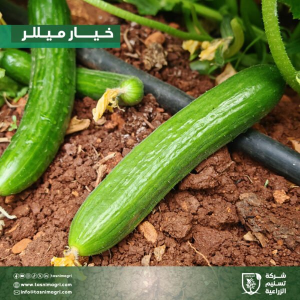 ⁦خيار ميللر⁩ - الصورة ⁦3⁩