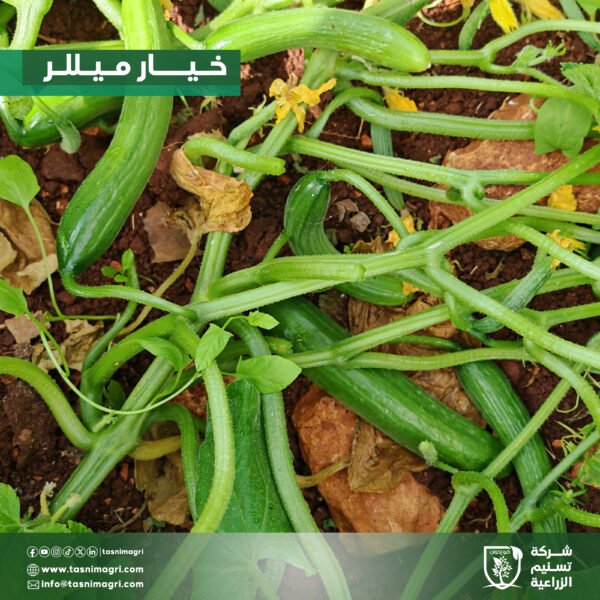 ⁦خيار ميللر⁩ - الصورة ⁦4⁩