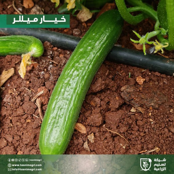 ⁦خيار ميللر⁩ - الصورة ⁦5⁩