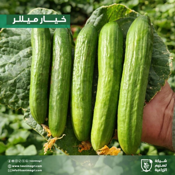 ⁦خيار ميللر⁩ - الصورة ⁦6⁩