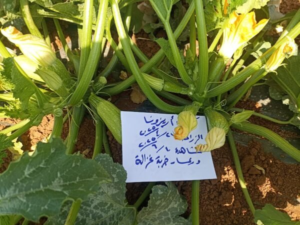 ⁦كوسا أريزونا⁩ - الصورة ⁦4⁩