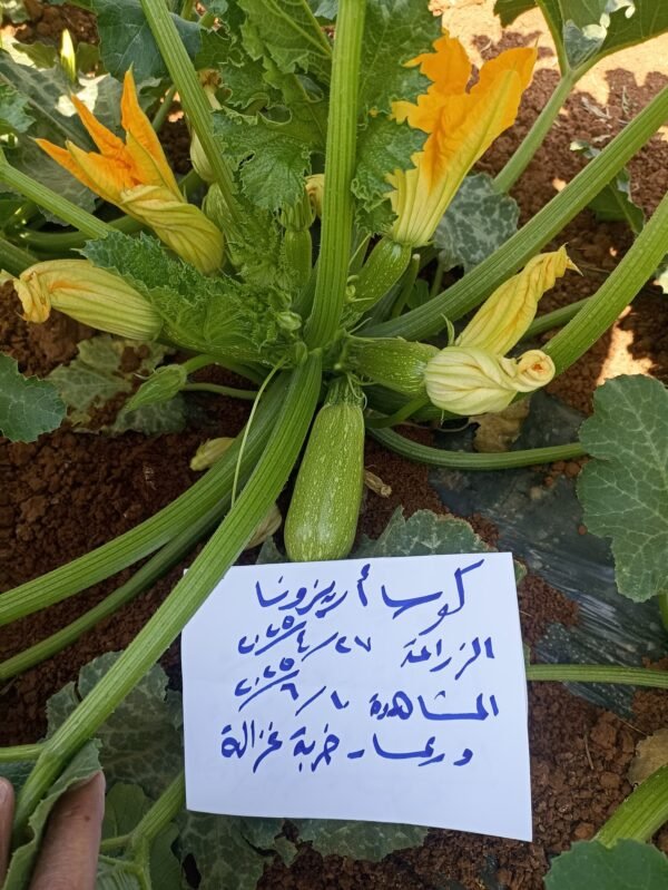 ⁦كوسا أريزونا⁩ - الصورة ⁦3⁩
