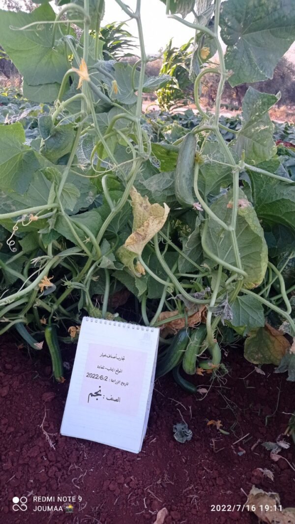⁦خيار نجم⁩ - الصورة ⁦2⁩