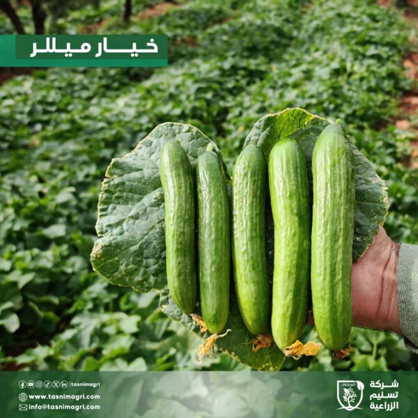 ⁦خيار ميللر⁩ - الصورة ⁦2⁩