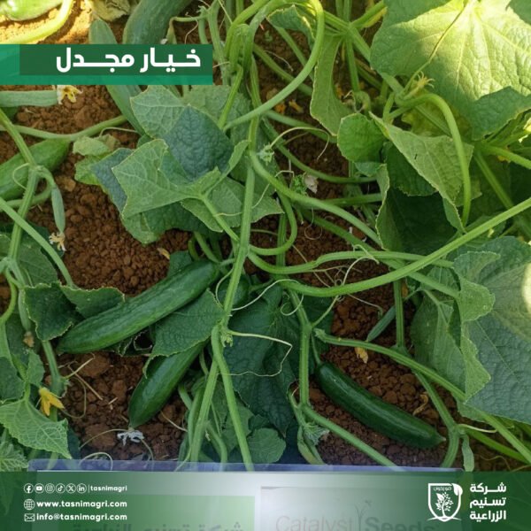 ⁦خيار مجدل⁩ - الصورة ⁦3⁩