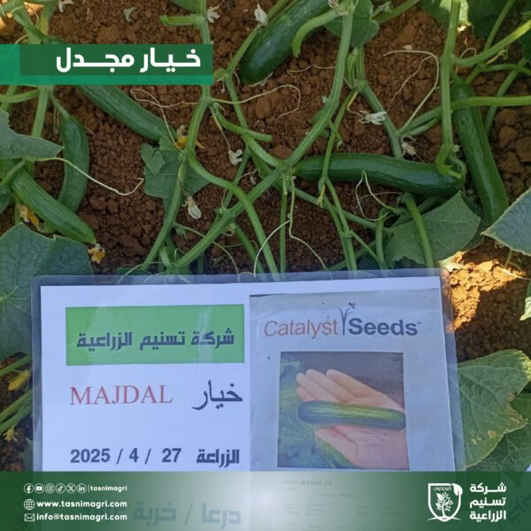 ⁦خيار مجدل⁩ - الصورة ⁦2⁩