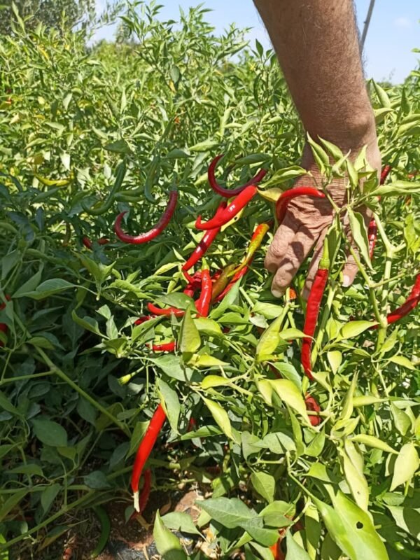 ⁦فليفلة اونسال⁩ - الصورة ⁦3⁩
