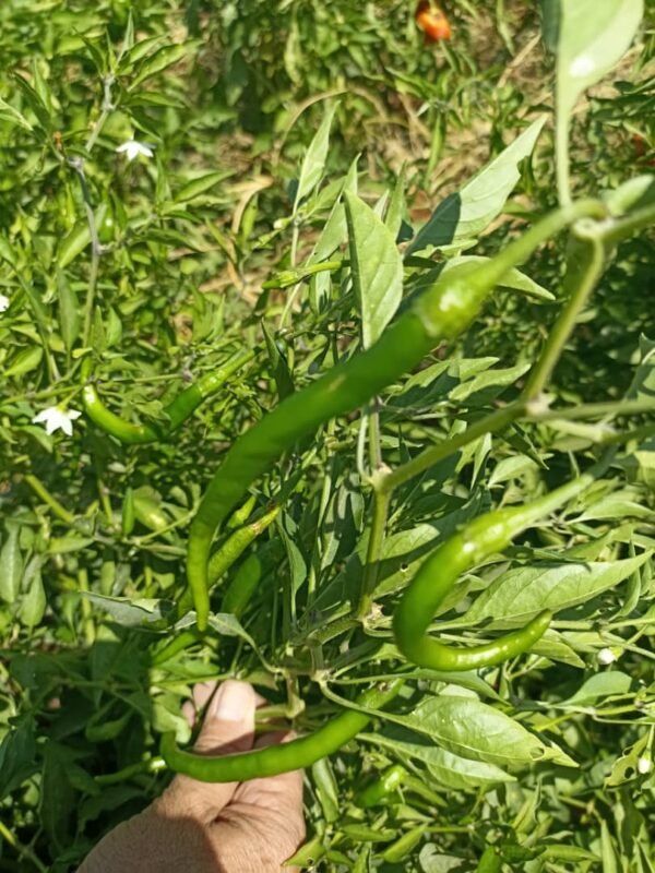 ⁦فليفلة اونسال⁩ - الصورة ⁦2⁩