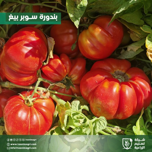 ⁦بندورة سوبر بيغ⁩ - الصورة ⁦5⁩