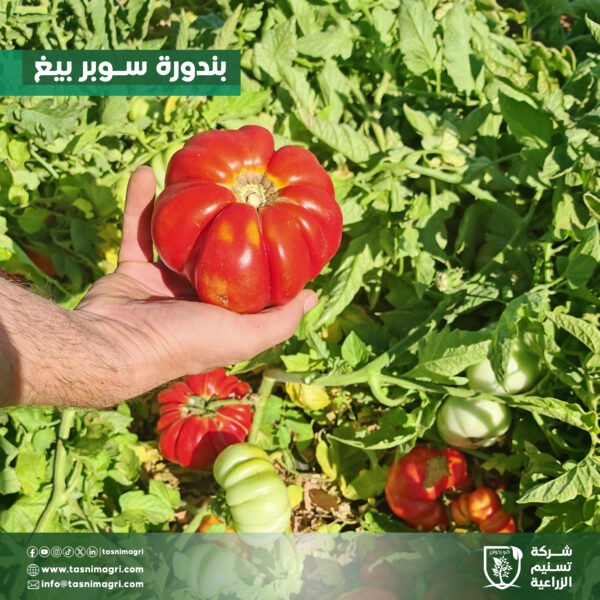 ⁦بندورة سوبر بيغ⁩ - الصورة ⁦6⁩