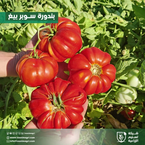 ⁦بندورة سوبر بيغ⁩ - الصورة ⁦2⁩