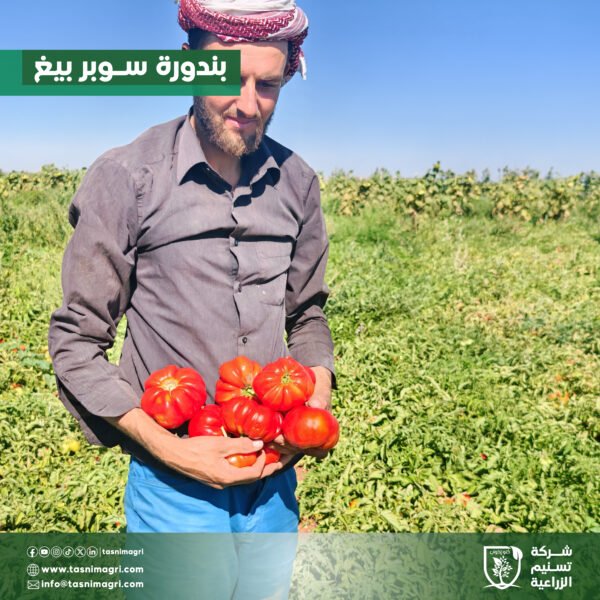 ⁦بندورة سوبر بيغ⁩ - الصورة ⁦3⁩