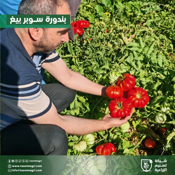 ⁦بندورة سوبر بيغ⁩ - الصورة ⁦4⁩