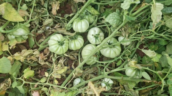 ⁦بندورة سوبر بيغ⁩ - الصورة ⁦8⁩