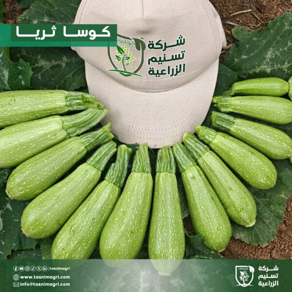 ⁦كوسا ثريا⁩ - الصورة ⁦3⁩