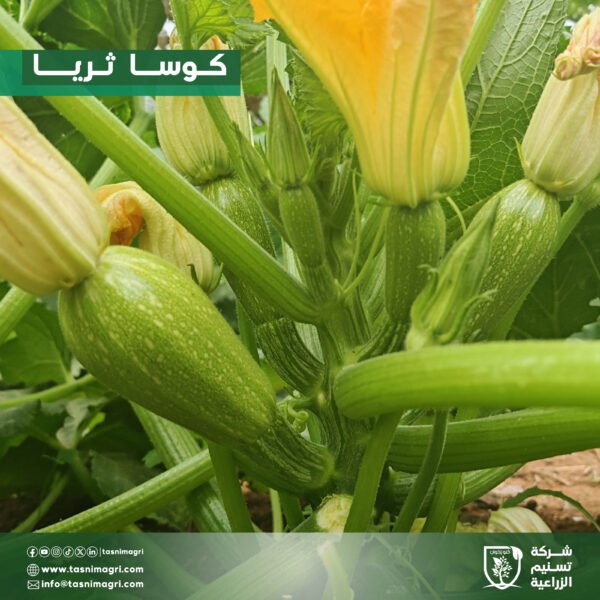 ⁦كوسا ثريا⁩ - الصورة ⁦6⁩