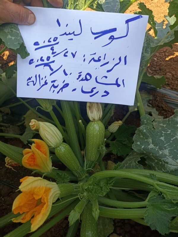 ⁦كوسا ليندا⁩ - الصورة ⁦2⁩