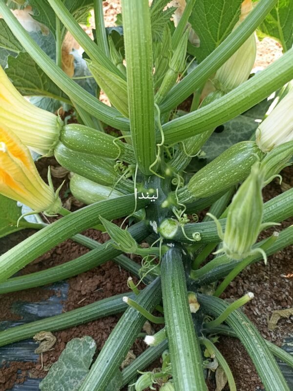 ⁦كوسا ليندا⁩ - الصورة ⁦3⁩