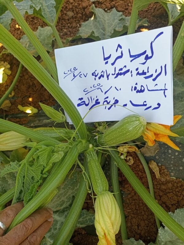 ⁦كوسا ثريا⁩ - الصورة ⁦9⁩