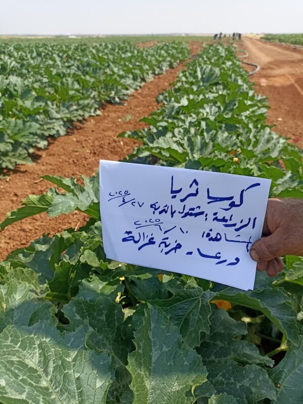 ⁦كوسا ثريا⁩ - الصورة ⁦7⁩
