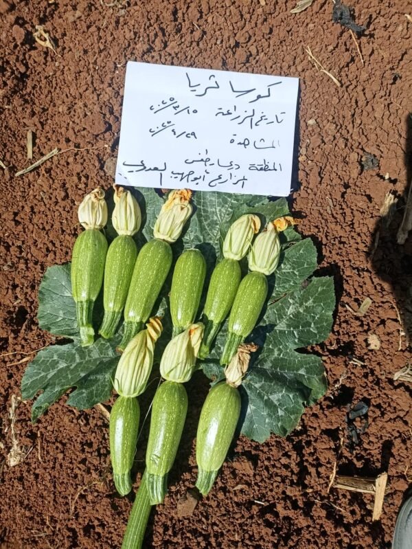 ⁦كوسا ثريا⁩ - الصورة ⁦8⁩