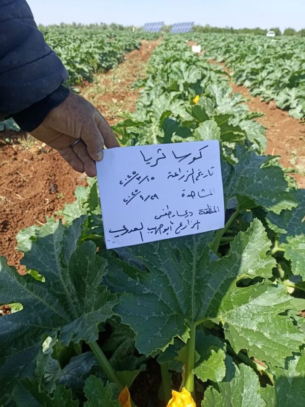 ⁦كوسا ثريا⁩ - الصورة ⁦10⁩