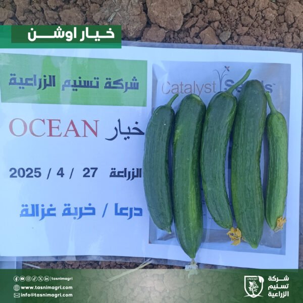 ⁦خيار اوشن⁩ - الصورة ⁦3⁩