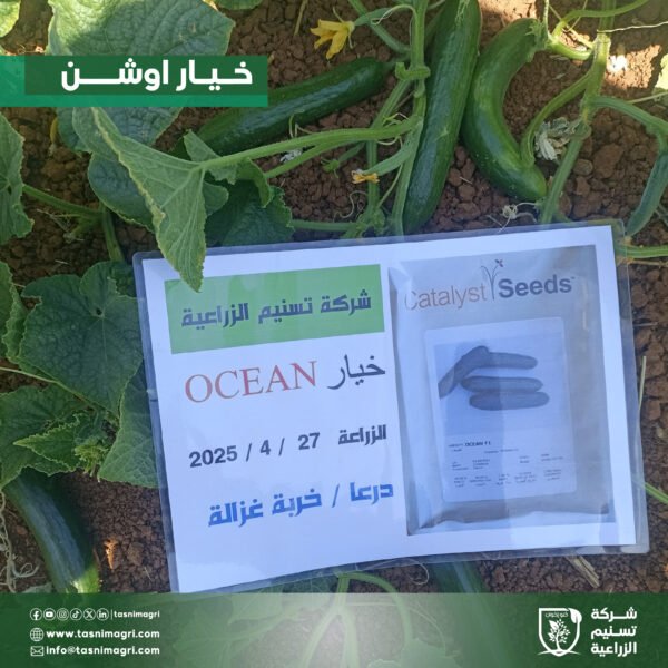 ⁦خيار اوشن⁩ - الصورة ⁦2⁩