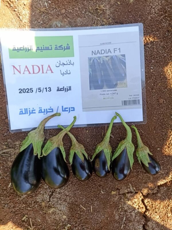 ⁦باذنجان ناديا⁩ - الصورة ⁦5⁩