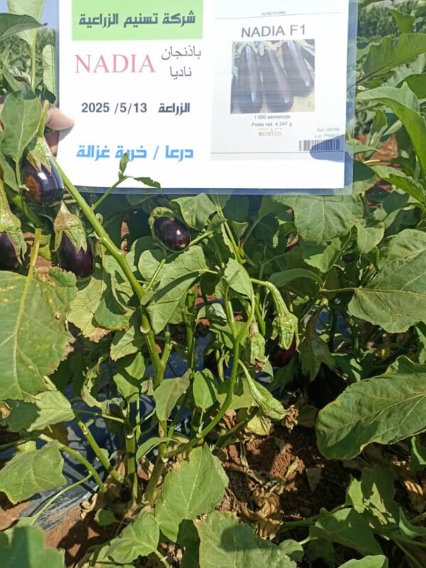 ⁦باذنجان ناديا⁩ - الصورة ⁦4⁩