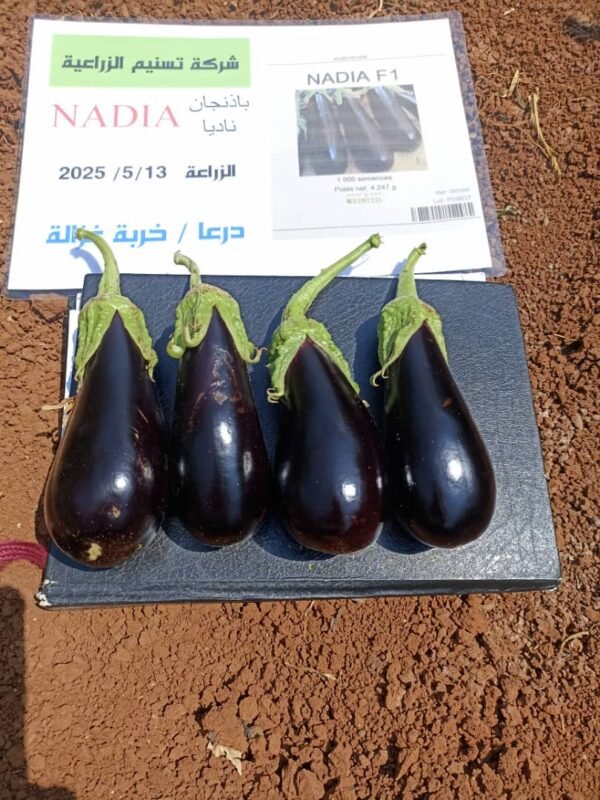 ⁦باذنجان ناديا⁩ - الصورة ⁦2⁩