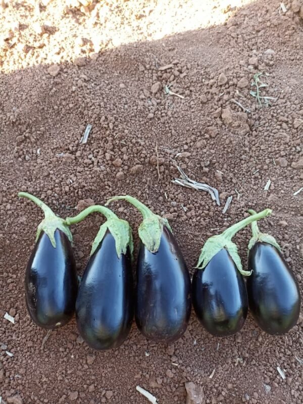⁦باذنجان ناديا⁩ - الصورة ⁦3⁩
