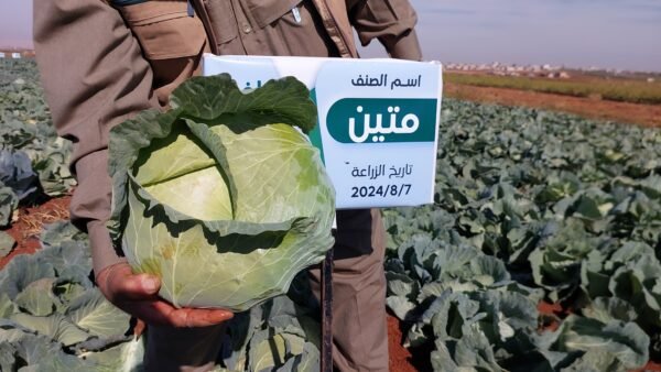 ⁦ملفوف متين⁩ - الصورة ⁦5⁩