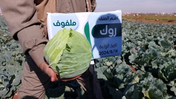 ⁦ملفوف روك⁩ - الصورة ⁦4⁩