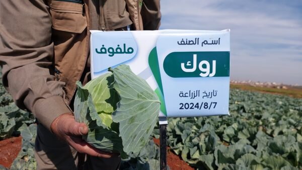 ⁦ملفوف روك⁩ - الصورة ⁦2⁩