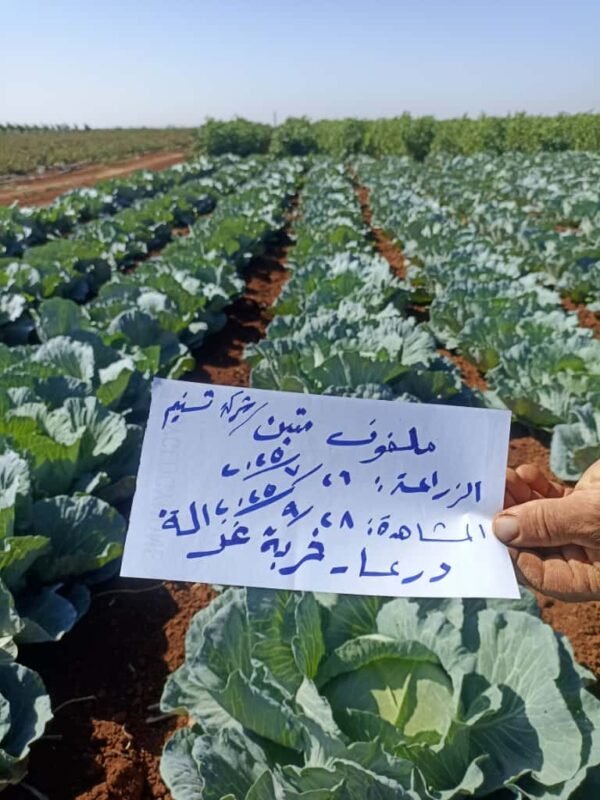⁦ملفوف متين⁩ - الصورة ⁦8⁩