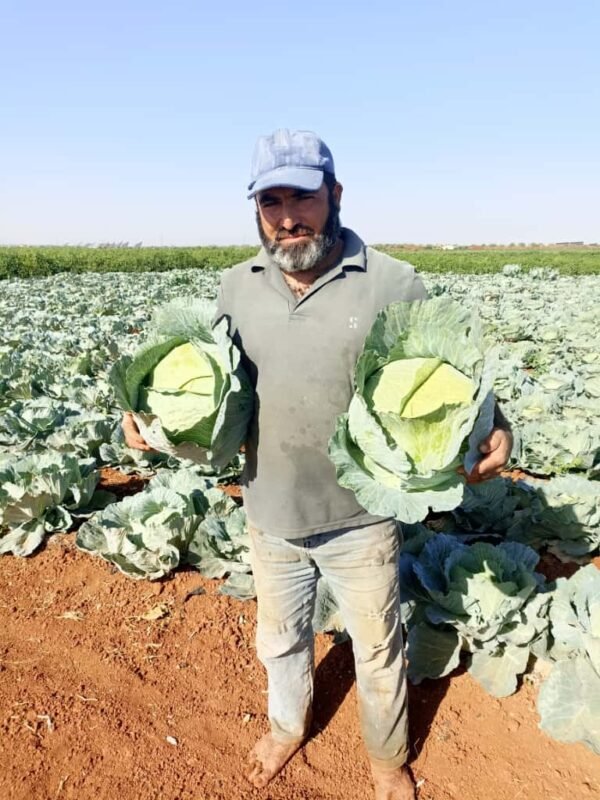 ⁦ملفوف متين⁩ - الصورة ⁦9⁩